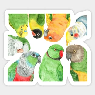 Special medium parrots watercolor painting party Sticker